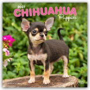 Cover-Bild zum Titel 'Chihuahua Puppies - Chihuahua Welpen 2027 - 16-Monatskalender' von 'Browntrout Publishers'
