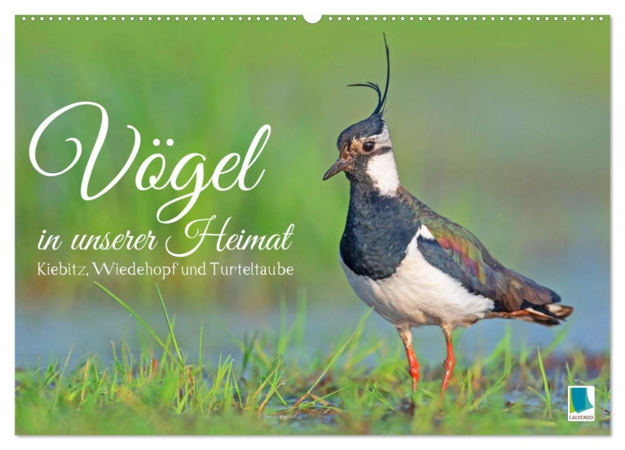 Vögel in unserer Heimat: Kiebitz, Wiedehopf und Turteltaube (Wandkalender 2026 DIN A2 quer), CALVENDO Monatskalender - Calvendo Calvendo