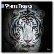 Cover-Bild zum Titel 'White Tigers - Weiße Tiger 2027 - 16-Monatskalender' von 'Browntrout Publishers'