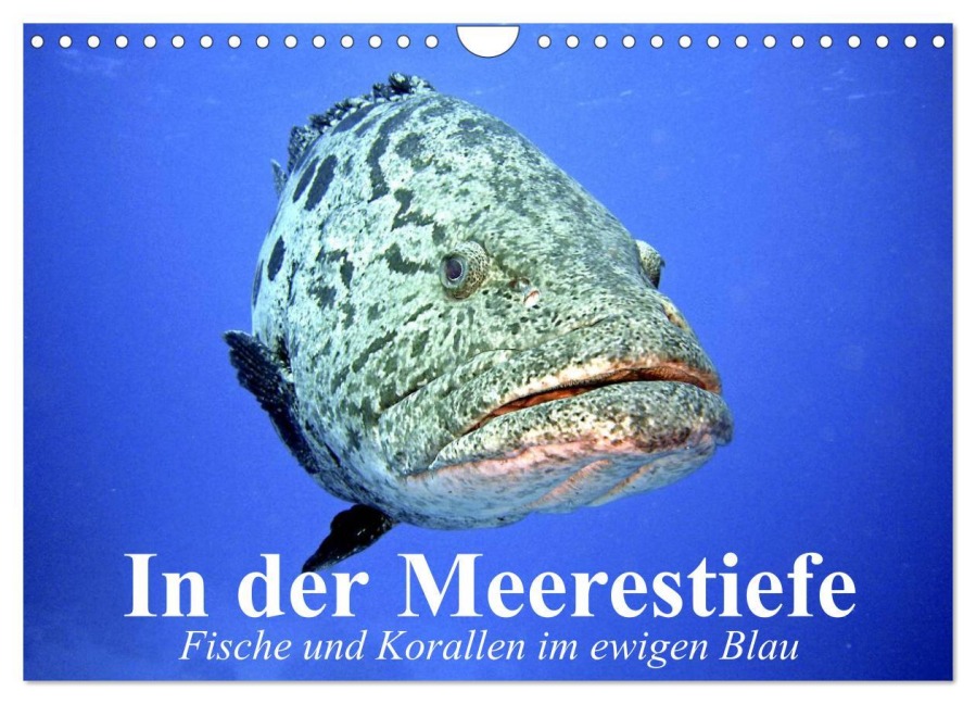 In der Meerestiefe. Fische und Korallen im ewigen Blau (Wandkalender 2026 DIN A4 quer), CALVENDO Monatskalender - Elisabeth Stanzer
