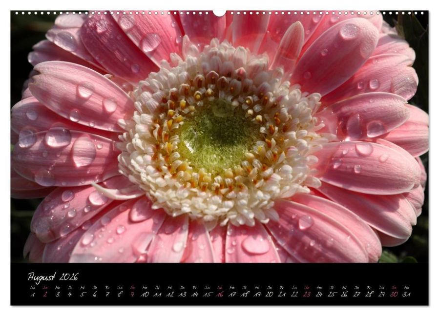 InsideView 12