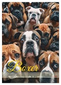 Boxer - Liebenswerte Kasperköpfe (Wandkalender 2025 DIN A2 hoch), CALVENDO Monatskalender - Cathrin Illgen