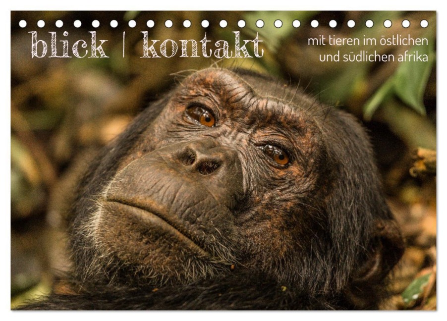 blick kontakt mit tieren im östlichen und südlichen afrika (Tischkalender 2026 DIN A5 quer), CALVENDO Monatskalender - Rsiemer Rsiemer