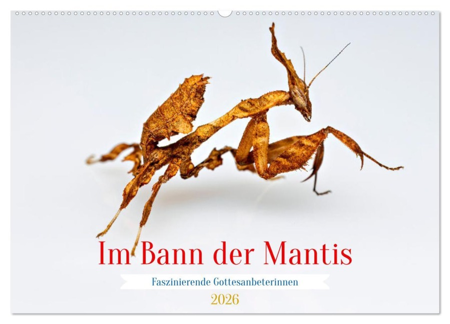 Im Bann der Mantis (Wandkalender 2026 DIN A2 quer), CALVENDO Monatskalender - Roland Brack