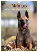 Malinois verlässliche Begleiter (Wandkalender 2026 DIN A4 hoch), CALVENDO Monatskalender - Tanja Riedel