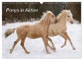 Ponys in Aktion (Wandkalender 2024 DIN A3 quer), CALVENDO Monatskalender - Günter Hahn