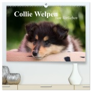 Cover-Bild zum Titel 'Collie Welpen zum Verlieben (hochwertiger Premium Wandkalender 2026 DIN A2 quer), Kunstdruck in Hochglanz' von 'Thomas Quentin'