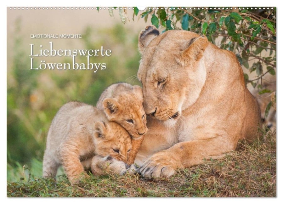 Emotionale Momente: Liebenswerte Löwenbabys / CH-Version (Wandkalender 2025 DIN A2 quer), CALVENDO Monatskalender - Ingo Gerlach GDT