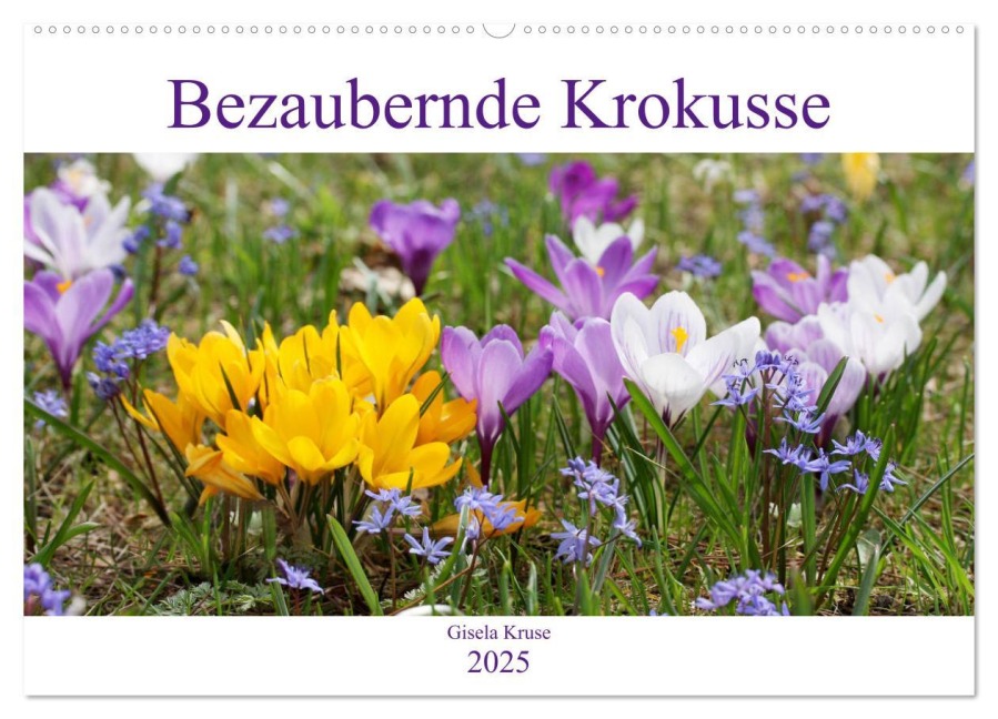 Bezaubernde Krokusse (Wandkalender 2025 DIN A2 quer), CALVENDO Monatskalender - Gisela Kruse