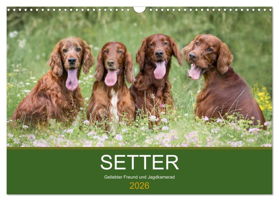 Setter - Geliebter Freund und Jagdkamerad (Wandkalender 2026 DIN A3 quer), CALVENDO Monatskalender - Andrea Mayer Tierfotografie