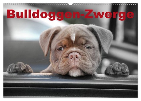 Bulldoggen-Zwerge (Wandkalender 2024 DIN A2 quer), CALVENDO Monatskalender - Elisabeth Stanzer
