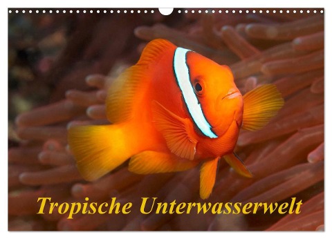 Tropische Unterwasserwelt (Wandkalender 2024 DIN A3 quer), CALVENDO Monatskalender - Martin Rauchenwald