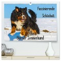 Faszinierende Schönheit Berner Sennenhund (hochwertiger Premium Wandkalender 2025 DIN A2 quer), Kunstdruck in Hochglanz - Sigrid Starick
