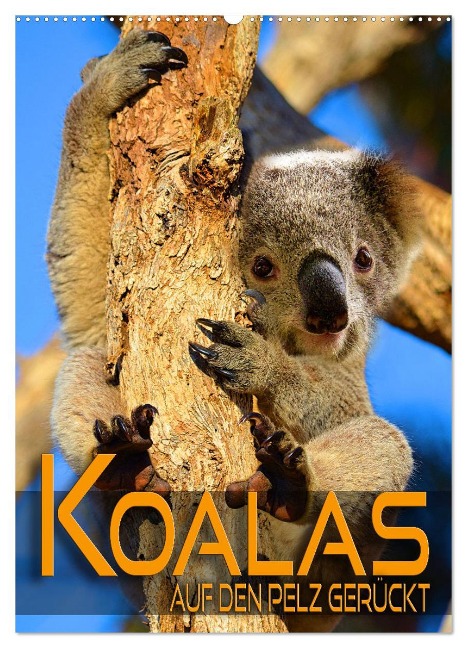 Koalas auf den Pelz gerückt (Wandkalender 2025 DIN A2 hoch), CALVENDO Monatskalender - Renate Utz