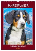 Jahresplaner Entlebucher Sennenhund (Wandkalender 2025 DIN A2 hoch), CALVENDO Monatskalender - Sigrid Starick