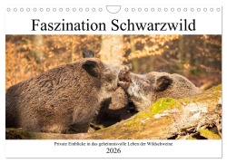 Cover-Bild zum Titel 'Faszination Schwarzwild (Wandkalender 2026 DIN A4 quer), CALVENDO Monatskalender' von 'Daniela Fett'