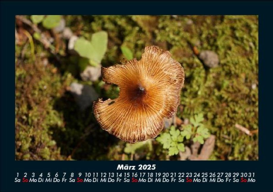 InsideView 7