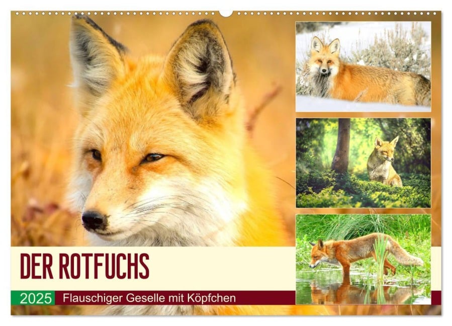 Der Rotfuchs. Flauschiger Geselle mit Köpfchen (Wandkalender 2025 DIN A2 quer), CALVENDO Monatskalender - Rose Hurley