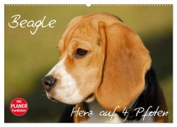 Cover-Bild zum Titel 'Beagle - Herz auf 4 Pfoten (Wandkalender 2026 DIN A2 quer), CALVENDO Monatskalender' von 'Sigrid Starick'