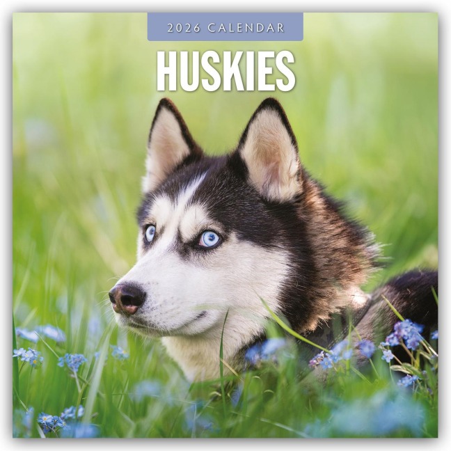 Huskies - Husky - Huskys 2026 - 16-Monatskalender - Robin Red