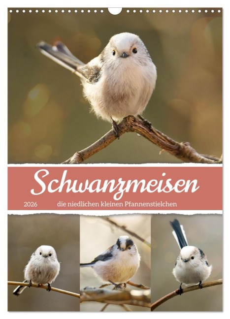 Schwanzmeisen, die niedlichen kleinen Pfannenstielchen (Wandkalender 2026 DIN A3 hoch), CALVENDO Monatskalender - Sabine Löwer
