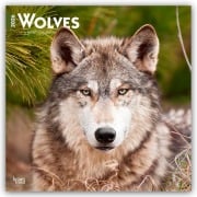 Wolves - Wölfe 2026 - 16-Monatskalender - Browntrout Publishers