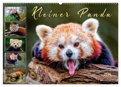 Kleiner Panda (Wandkalender 2026 DIN A2 quer), CALVENDO Monatskalender - Peter Roder
