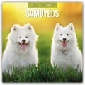 Samoyeds - Samojede - Samojedenspitz 2025 - 16-Monatskalender - 