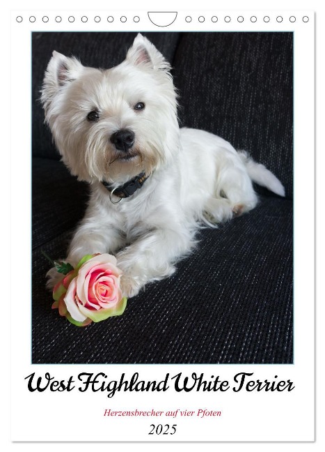 West Highland White Terrier - Herzensbrecher auf vier Pfoten (Wandkalender 2025 DIN A4 hoch), CALVENDO Monatskalender - Angela Rohde