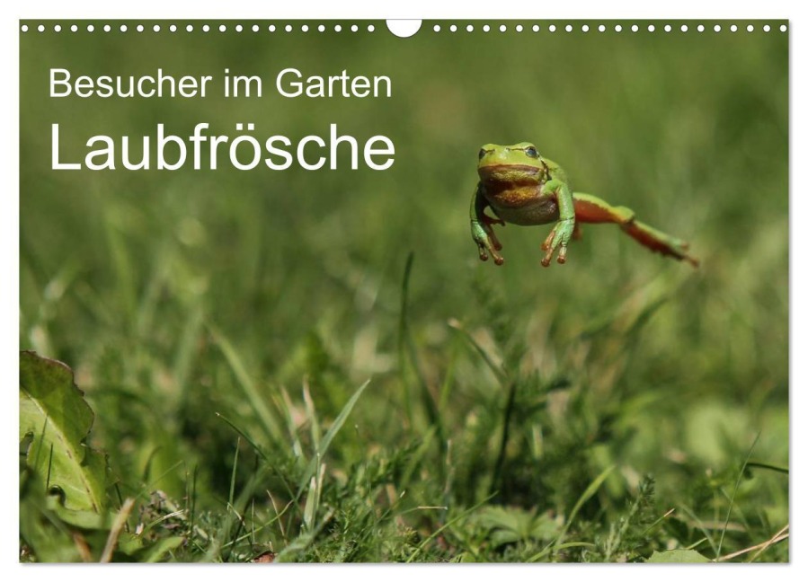 Besucher im Garten - Laubfrösche (Wandkalender 2026 DIN A3 quer), CALVENDO Monatskalender - N. Wilhelm