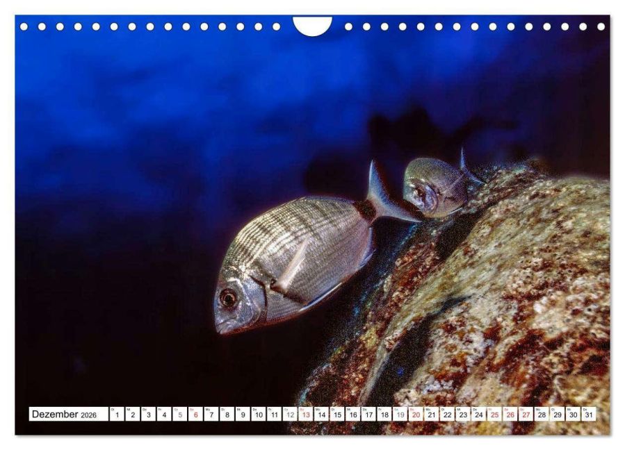 InsideView 4