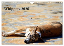 Cover-Bild zum Titel 'Whippet 2026 (Wandkalender 2026 DIN A4 quer), CALVENDO Monatskalender' von 'Ula Redl'