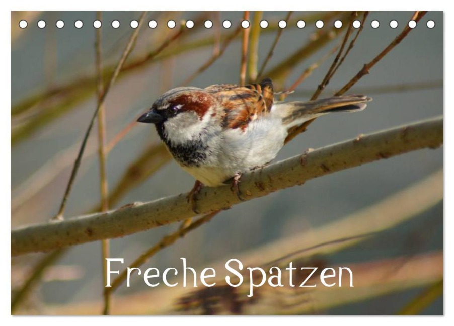 Freche Spatzen (Tischkalender 2026 DIN A5 quer), CALVENDO Monatskalender - Kattobello Kattobello