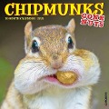 Chipmunks (Gone Nuts!) 2025 12 X 12 Wall Calendar - Willow Creek Press