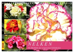 Nelken. Die Rückkehr der vergessenen Schönheiten (Wandkalender 2026 DIN A4 quer), CALVENDO Monatskalender - Rose Hurley