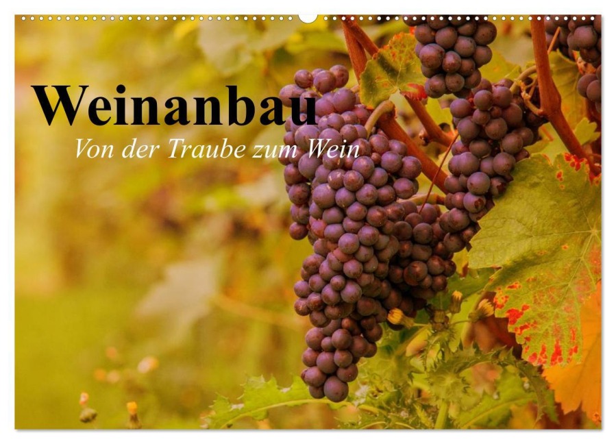 Weinanbau. Von der Traube zum Wein (Wandkalender 2025 DIN A2 quer), CALVENDO Monatskalender - Elisabeth Stanzer