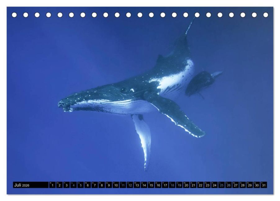 InsideView 12