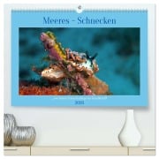 Cover-Bild zum Titel 'Meeres-Schnecken (hochwertiger Premium Wandkalender 2026 DIN A2 quer), Kunstdruck in Hochglanz' von 'Ute Niemann'