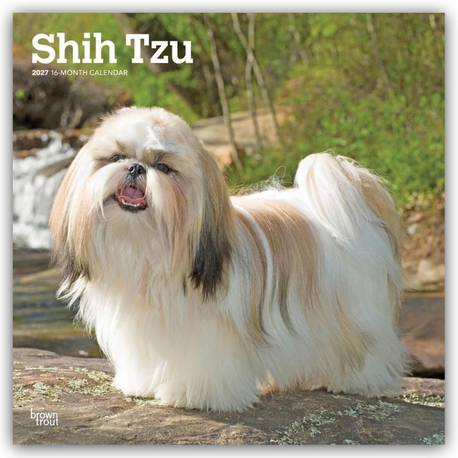 Shih Tzu 2027 - 16-Monatskalender - Browntrout Publishers