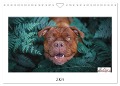 Wunderschöne Bulldoggen (Wandkalender 2024 DIN A4 quer), CALVENDO Monatskalender - Power Video Verlags GmbH