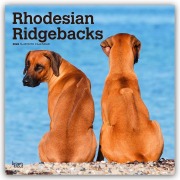 Cover-Bild zum Titel 'Rhodesian Ridgebacks - Rhodesian Ridgeback 2026 - 16-Monatskalender' von 'Browntrout Publishers'