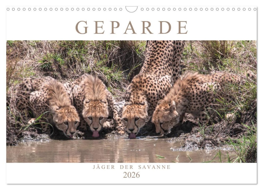 Geparde - Jäger der Savanne (Wandkalender 2026 DIN A3 quer), CALVENDO Monatskalender - Andreas Lippmann