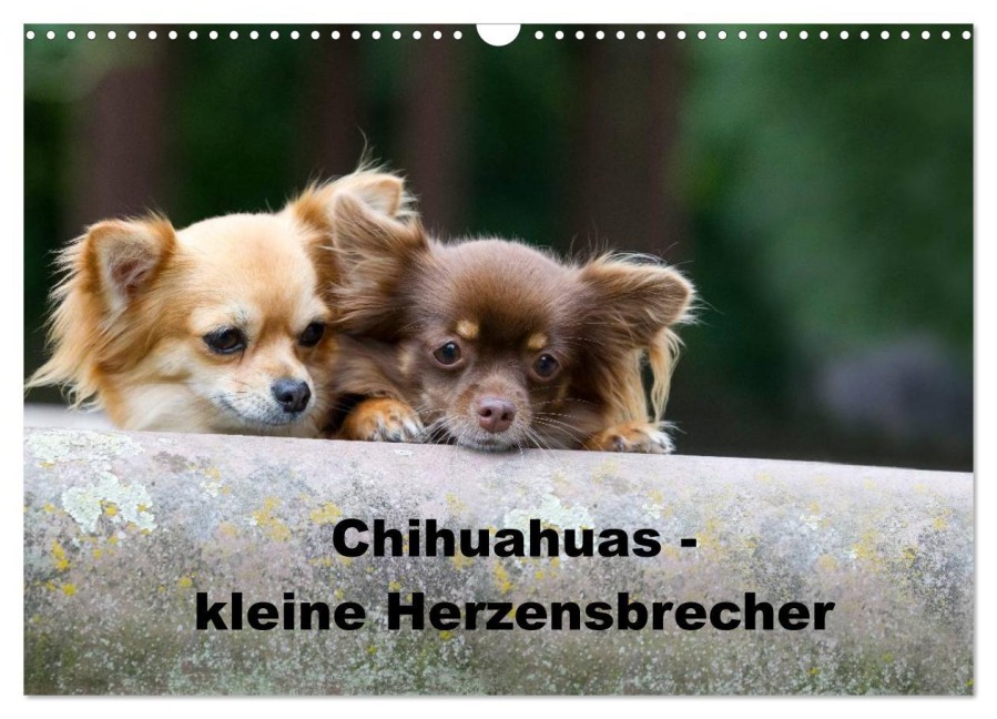 Chihuahuas - kleine Herzensbrecher (Wandkalender 2026 DIN A3 quer), CALVENDO Monatskalender - Verena Scholze