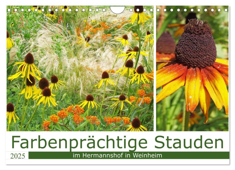Farbenprächtige Stauden im Hermannshof in Weinheim (Wandkalender 2025 DIN A4 quer), CALVENDO Monatskalender - Ilona Andersen