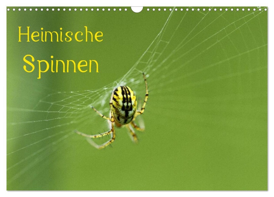 Heimische Spinnen (Wandkalender 2026 DIN A3 quer), CALVENDO Monatskalender - Otto Schäfer