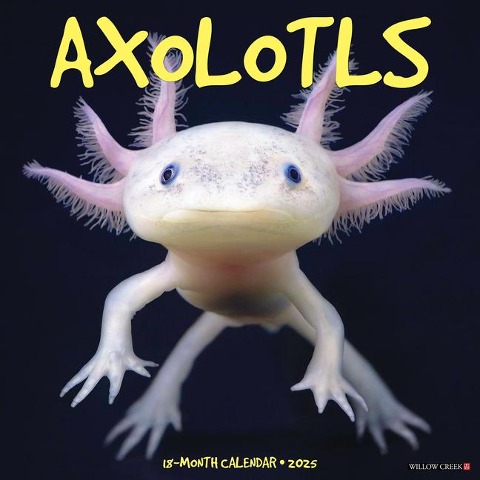 Axolotls 2025 12 X 12 Wall Calendar - Willow Creek Press