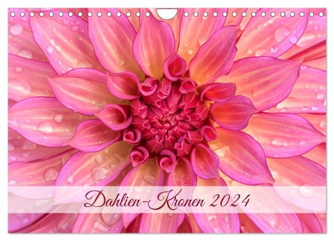 Dahlien-Kronen (Wandkalender 2024 DIN A4 quer), CALVENDO Monatskalender - Rainer Plett