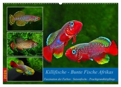 Cover-Bild zum Titel 'Killifische - Bunte Fische Afrikas (Wandkalender 2026 DIN A2 quer), CALVENDO Monatskalender' von 'Rudolf Pohlmann'