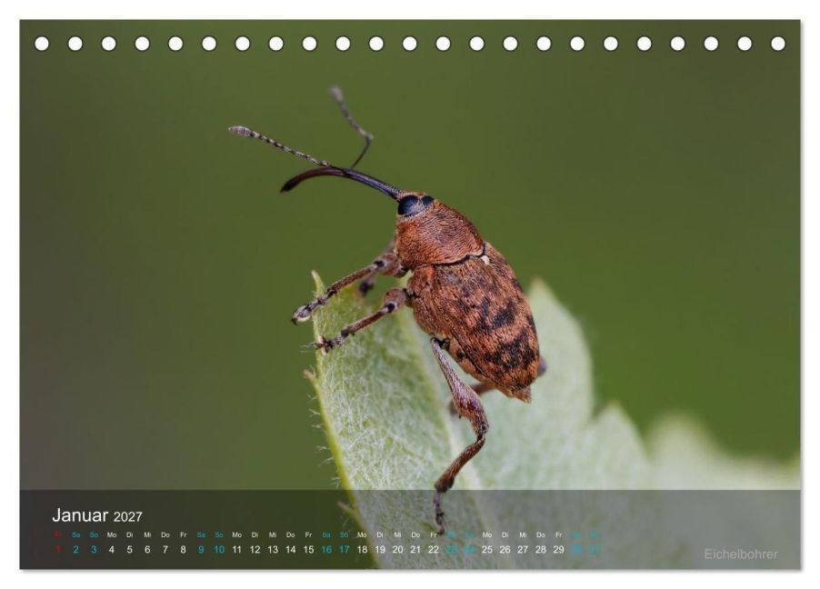 InsideView 6
