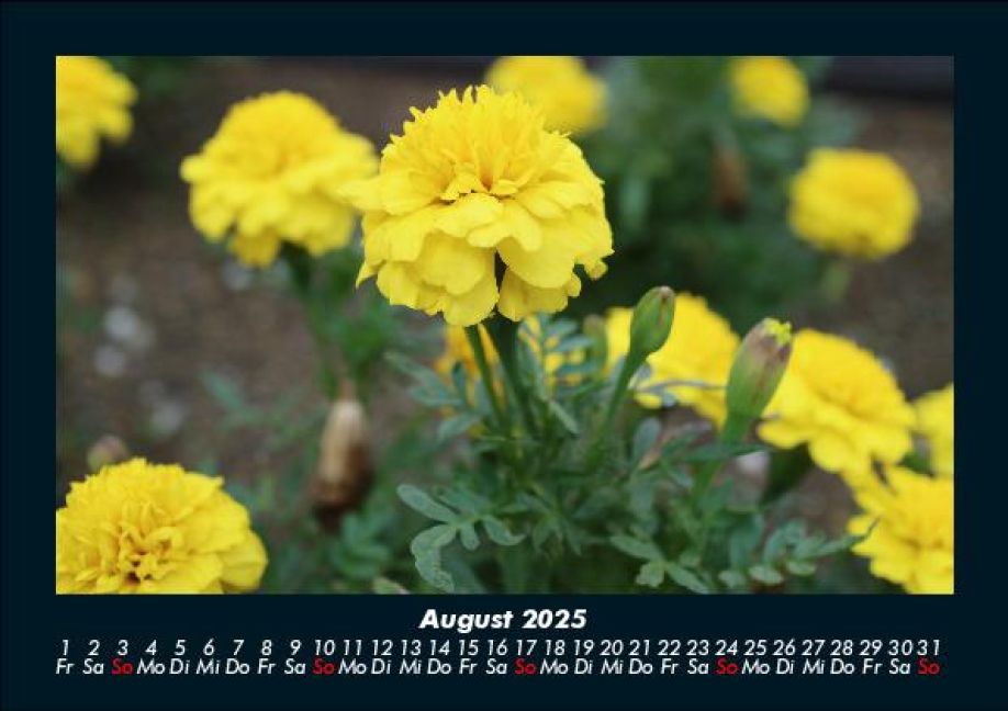 InsideView 12